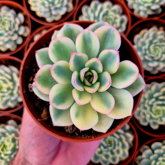 Echeveria "Pink Crystal" variegada