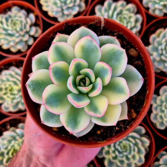Echeveria "Pink Crystal" variegada