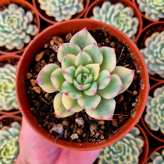 Echeveria "Tito" variegada