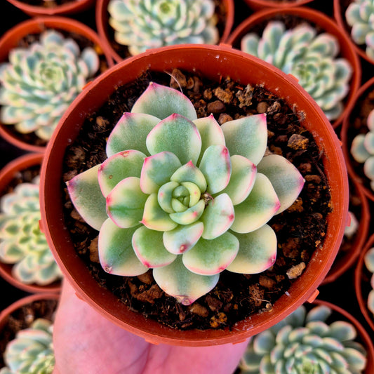 Echeveria "Tito" variegada