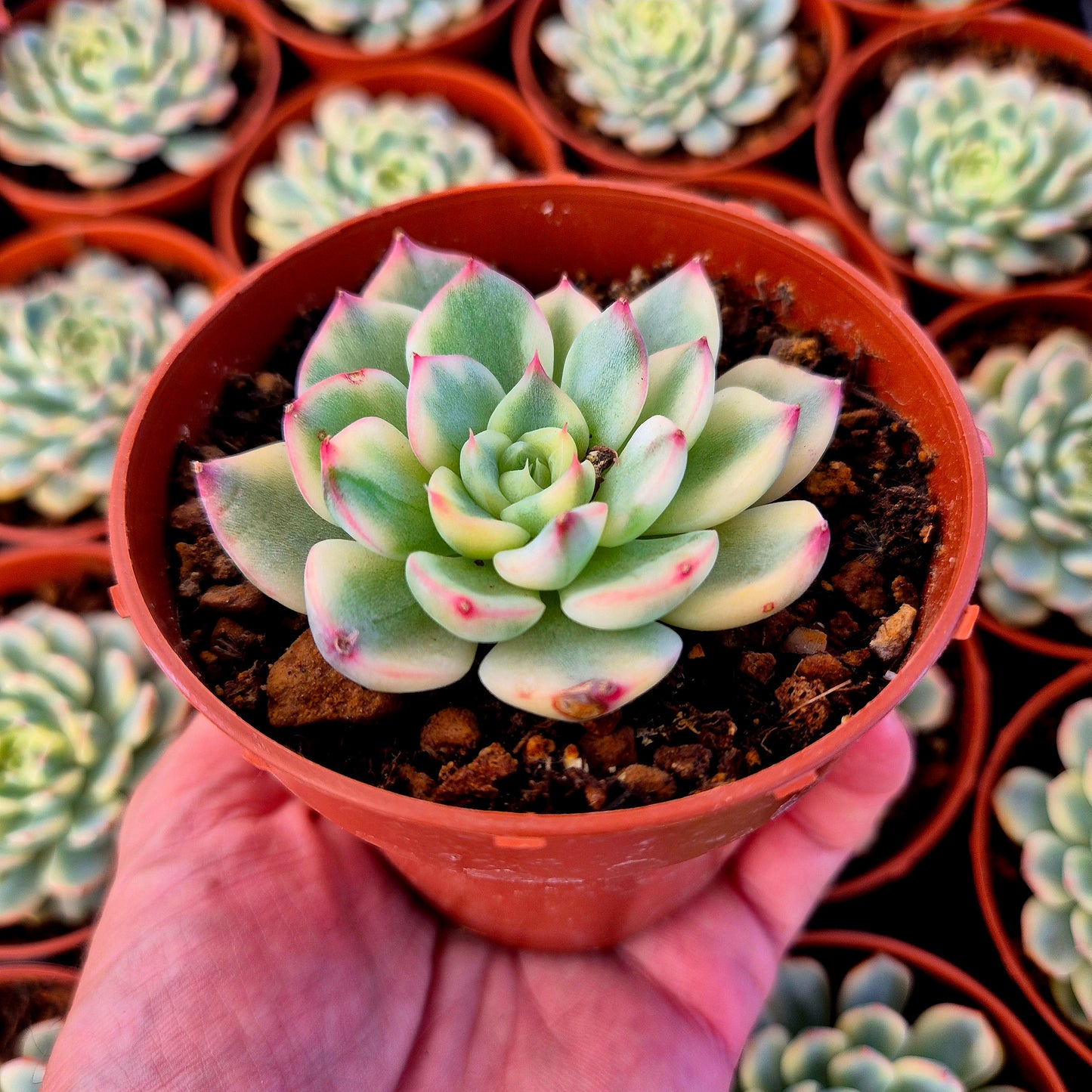 Echeveria "Tito" variegada