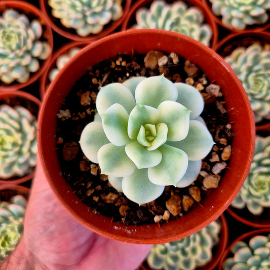 Echeveria "Nicksana" variegada
