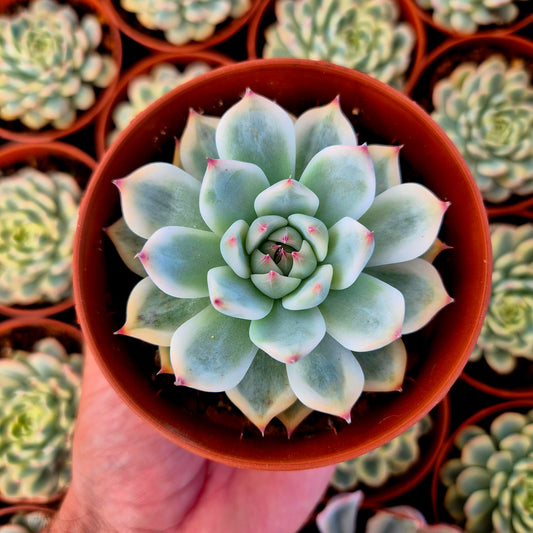 Echeveria chihuahuensis variegada