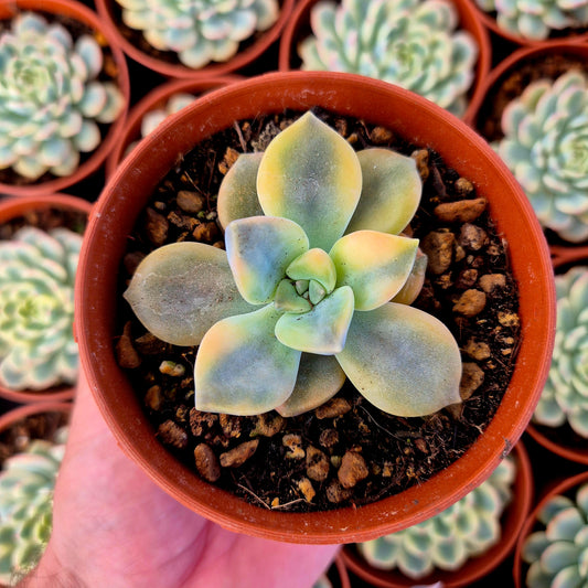 Graptopetalum "Snow White" variegado