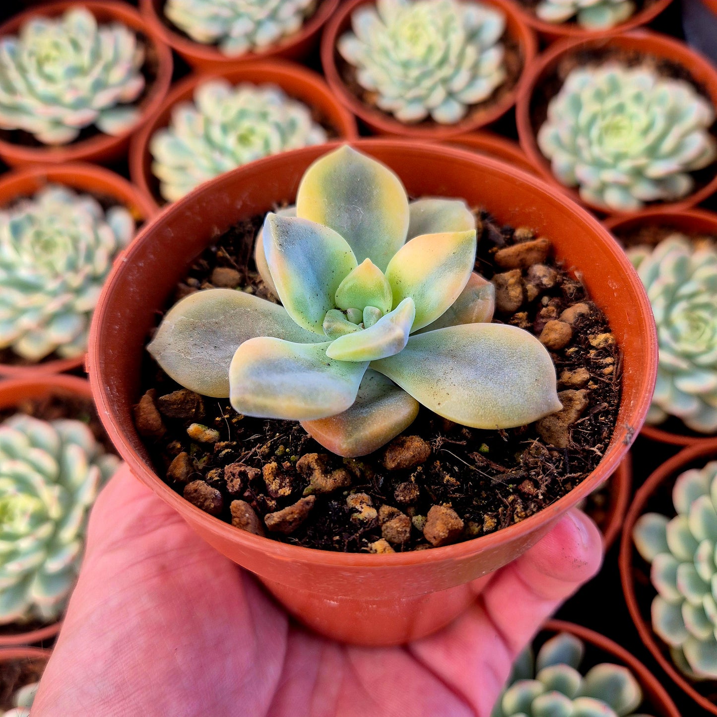 Graptopetalum "Snow White" variegado