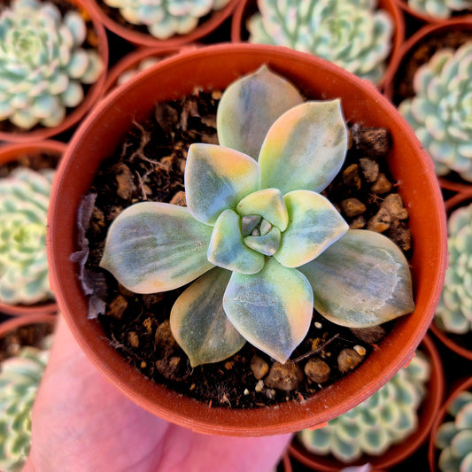 Graptopetalum "Snow White" variegado
