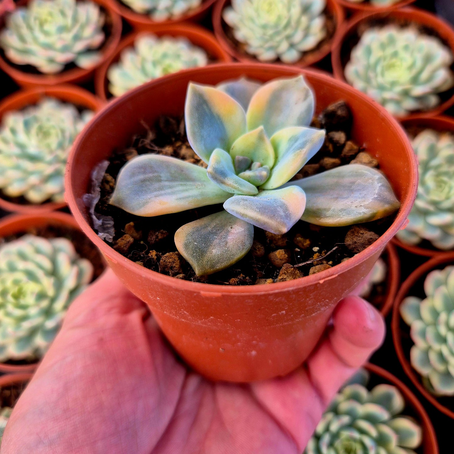 Graptopetalum "Snow White" variegado