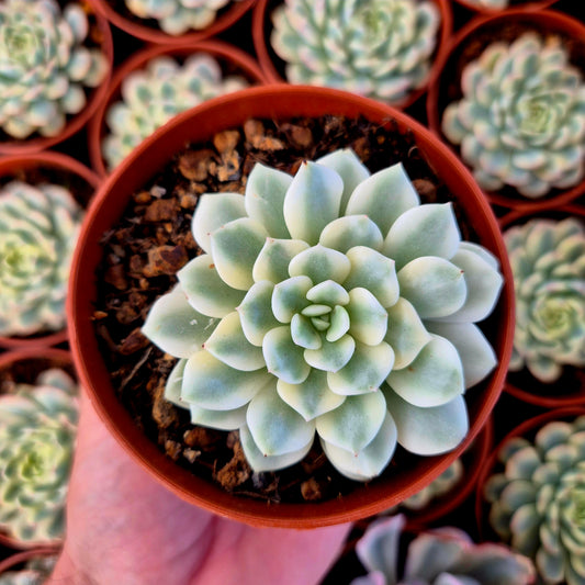 Sedeveria "White Ruby" variegada