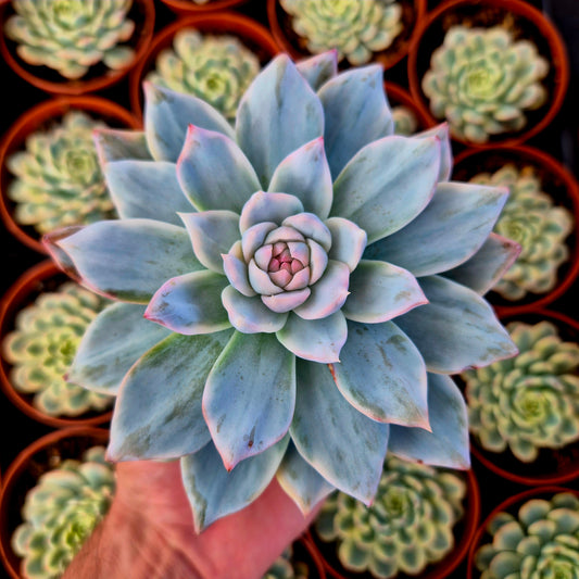 Echeveria "Blue Bird" variegada