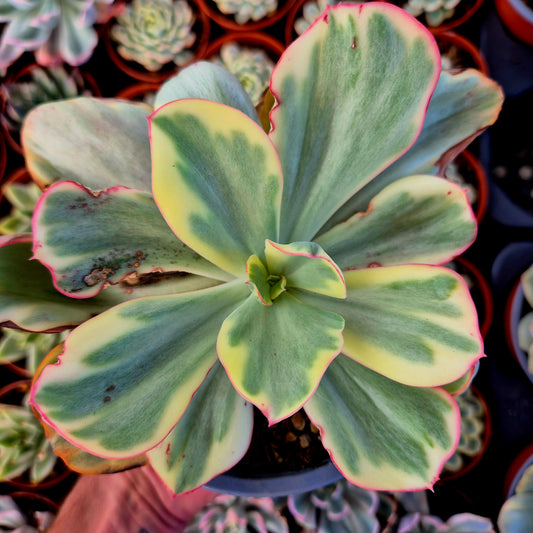 Echeveria "Xiyan" variegada
