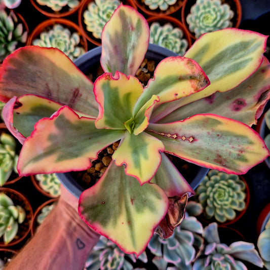 Echeveria "Flamingo" variegada