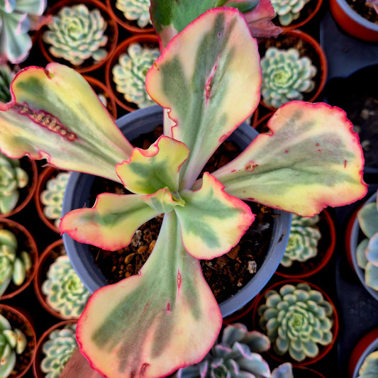 Echeveria "Flamingo" variegada