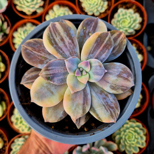 Graptopetalum superbum variegado