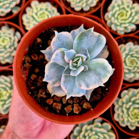 Echeveria lilacina variegada