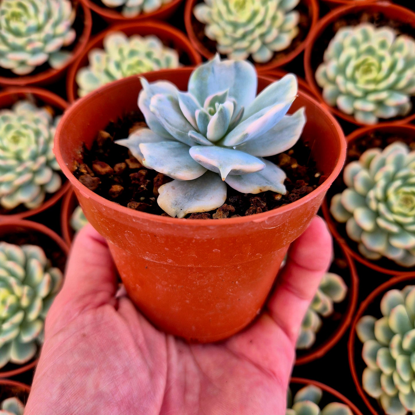 Echeveria lilacina variegada