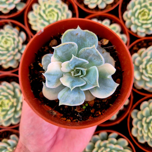 Echeveria lilacina variegada