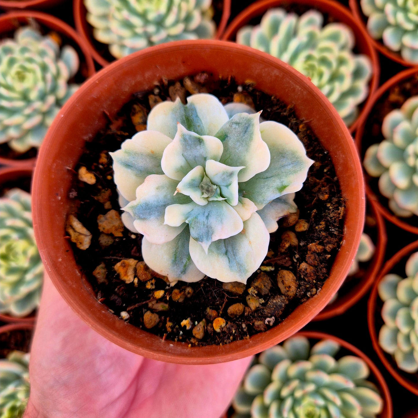 Echeveria lilacina variegada