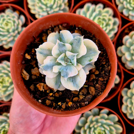 Echeveria lilacina variegada