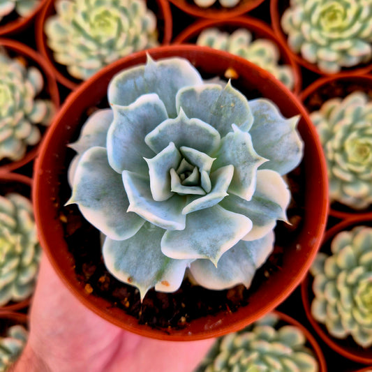 Echeveria lilacina variegada