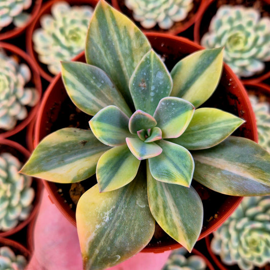 Graptoveria "Douglas Huth" variegada