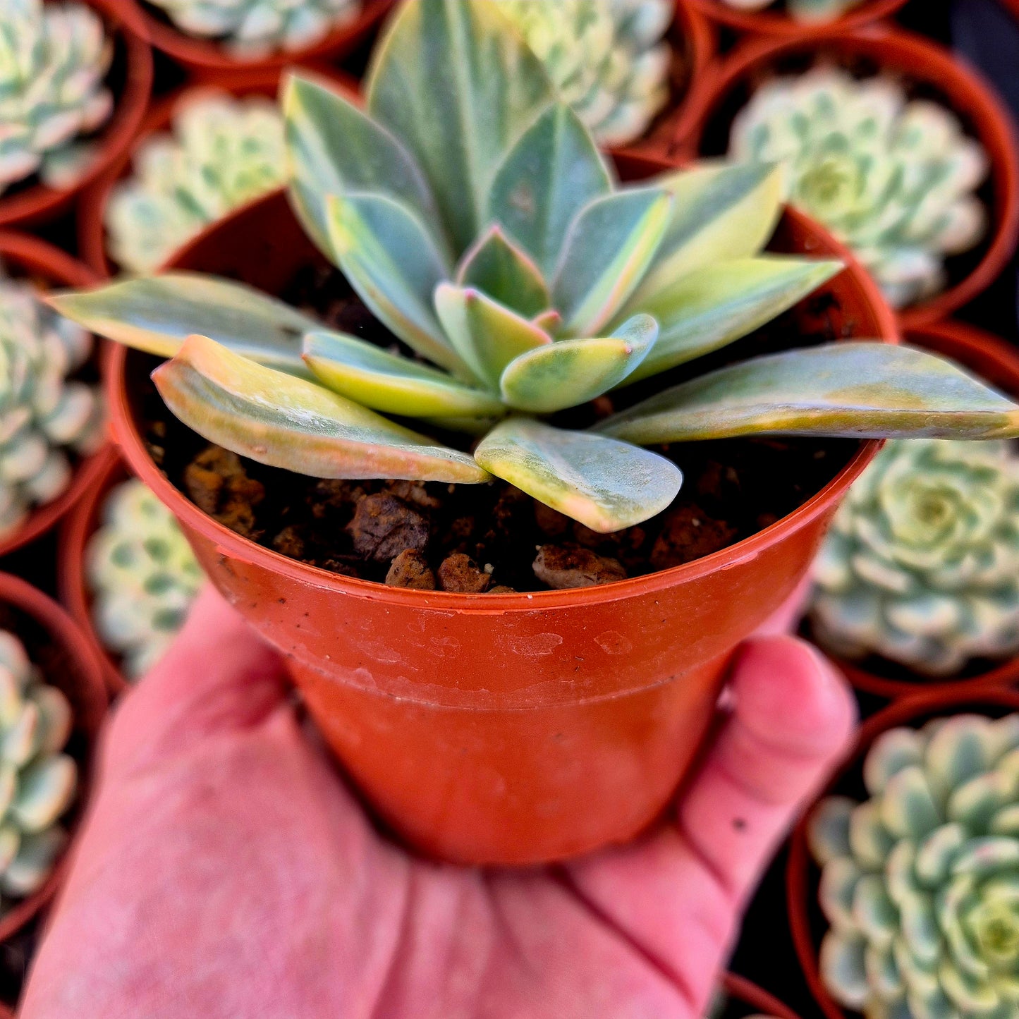Graptoveria "Douglas Huth" variegada
