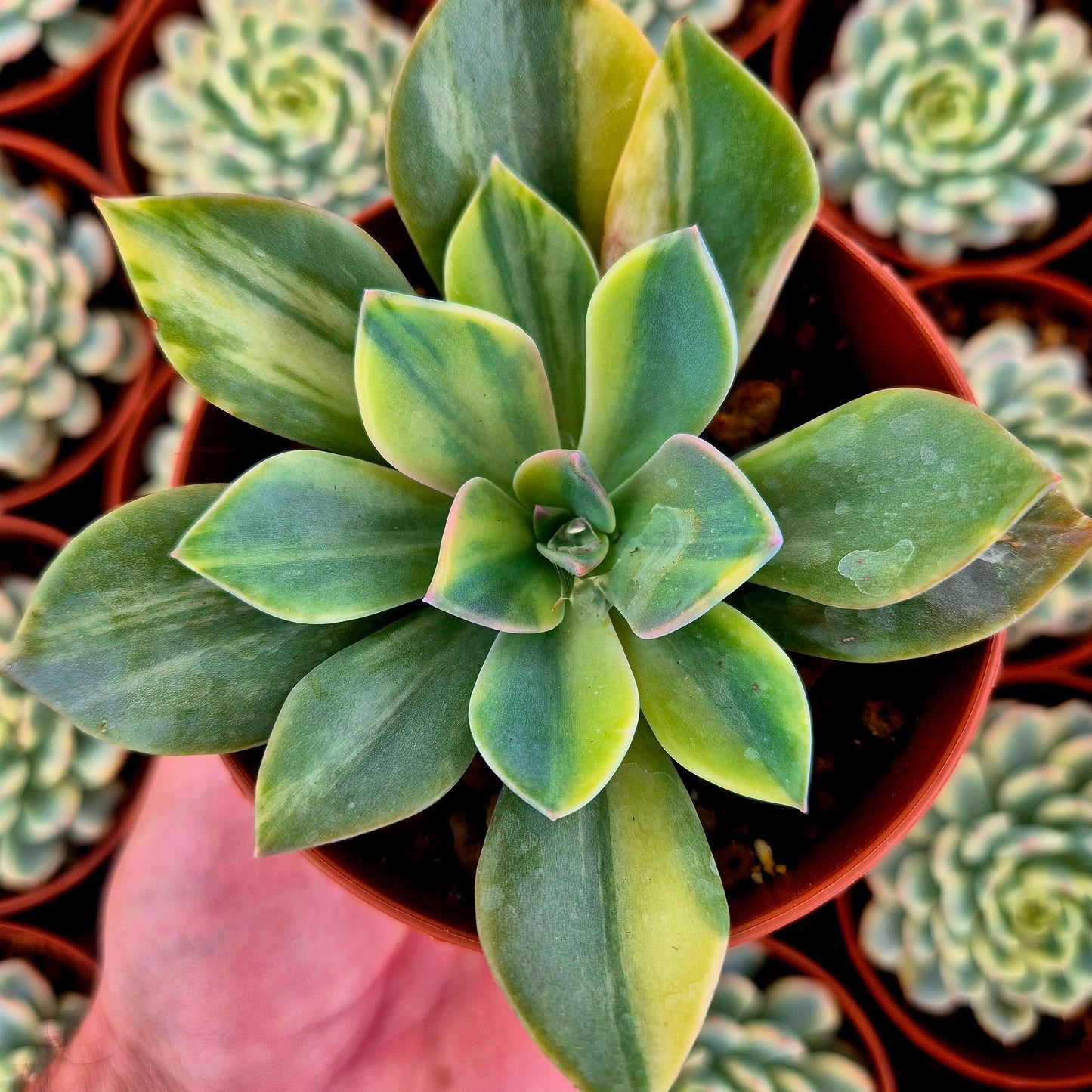 Graptoveria "Douglas Huth" variegada