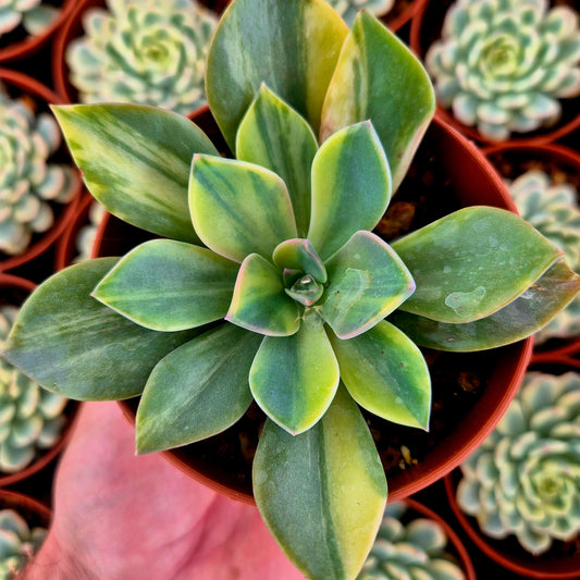 Graptoveria "Douglas Huth" variegada