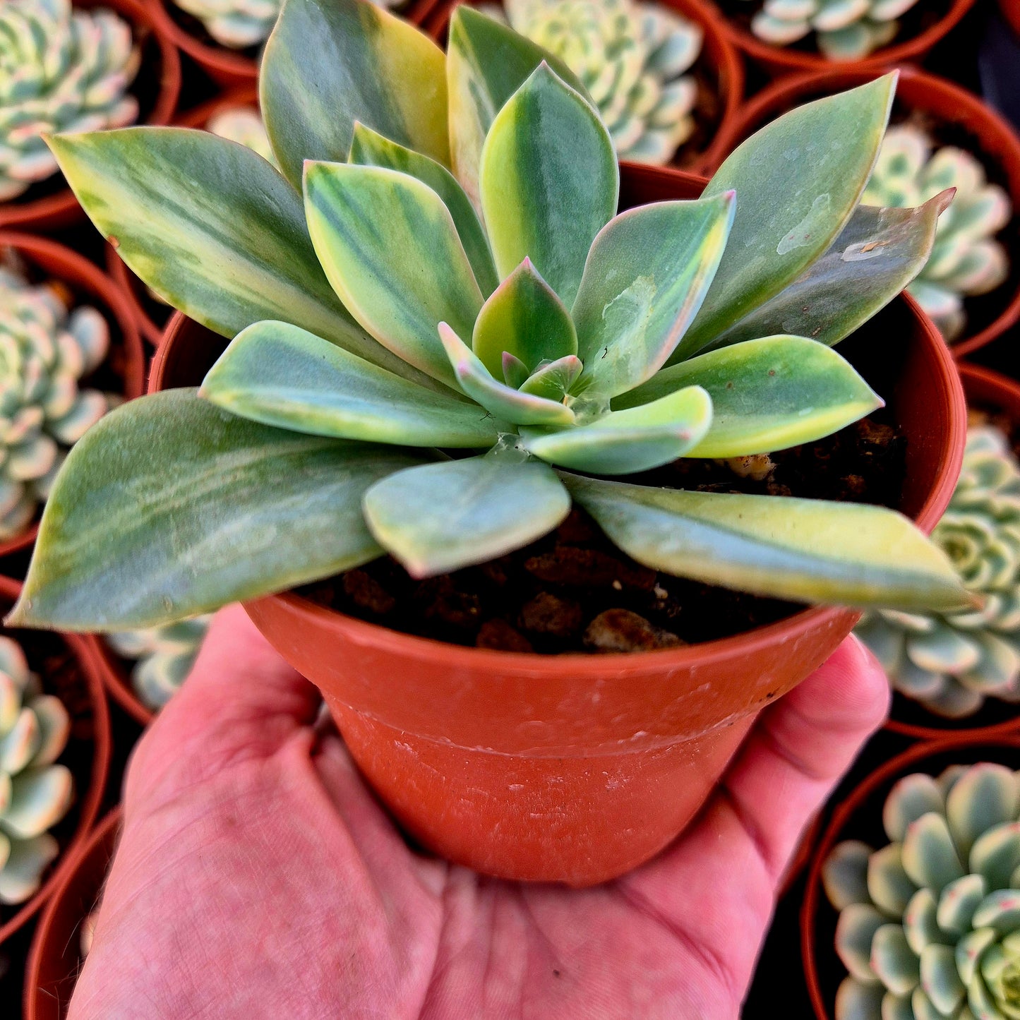 Graptoveria "Douglas Huth" variegada