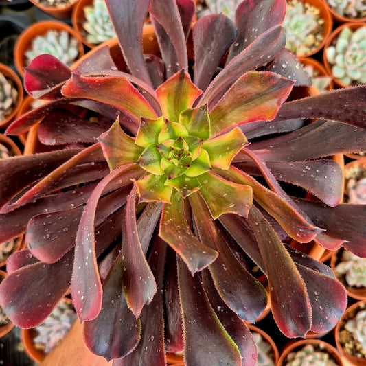 Aeonium "Zwartkin Rainbow" variegado