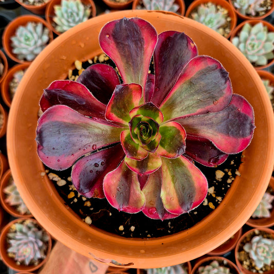 Aeonium "Voodoo White" variegado