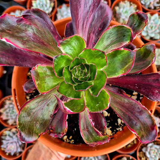 Aeonium "Voodoo Purple Flame" variegado