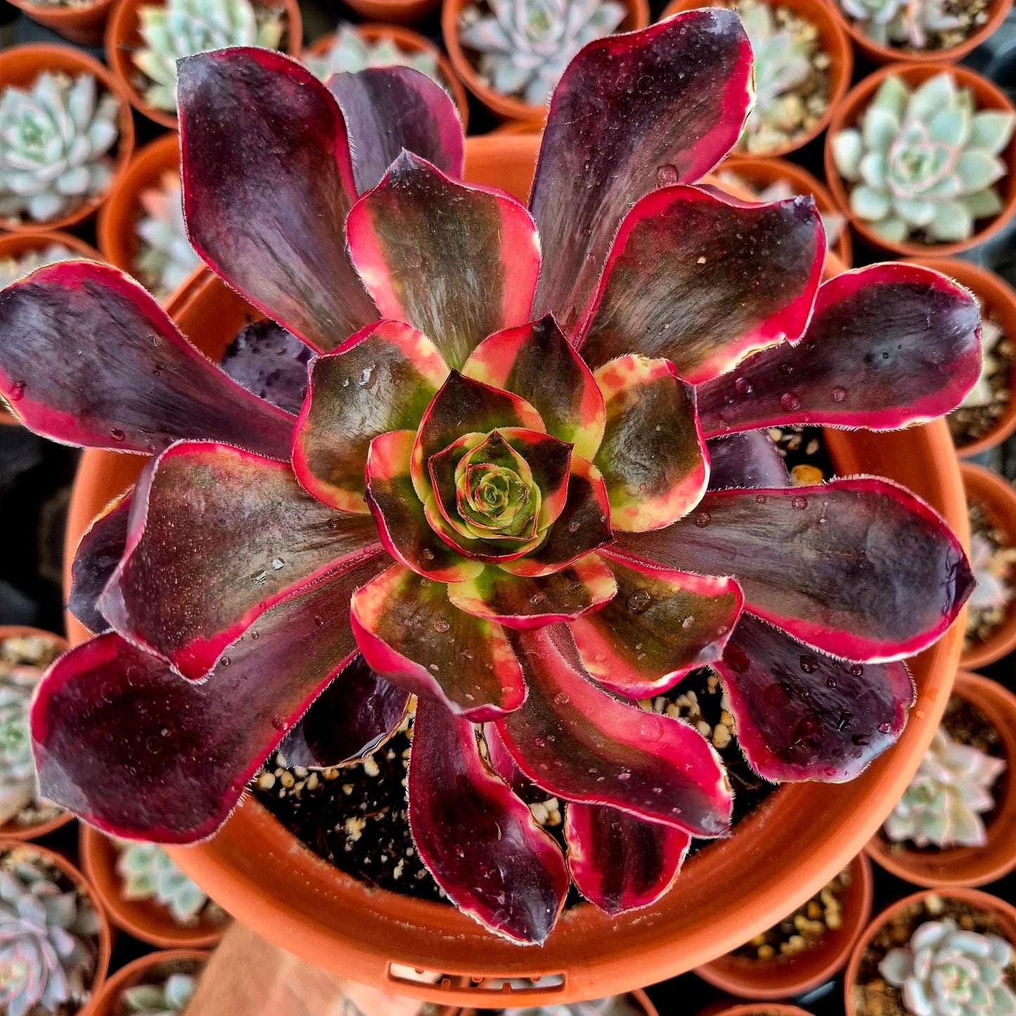 Aeonium "Voodoo Red Witch" variegado