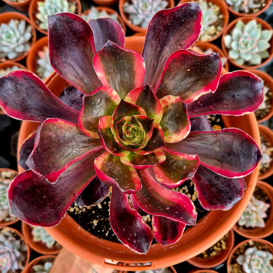 Aeonium "Voodoo Red Witch" variegado