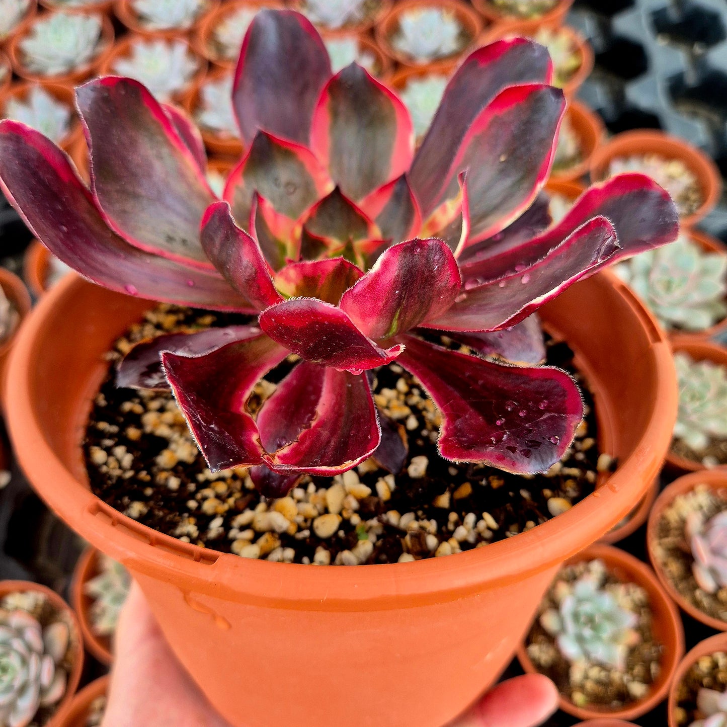 Aeonium "Voodoo Red Witch" variegado