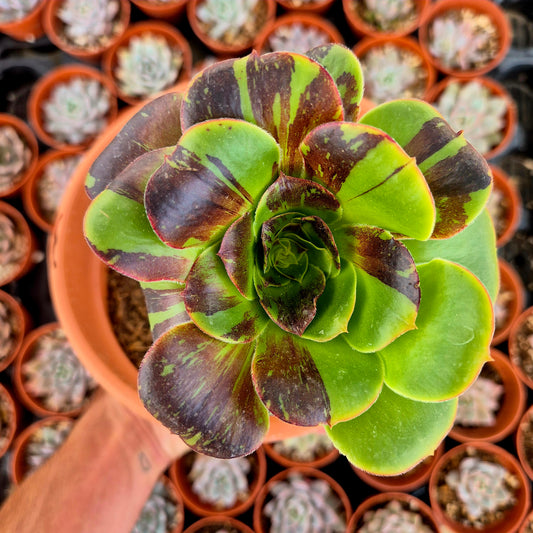 Aeonium "Voodoo Big Bang" variegado