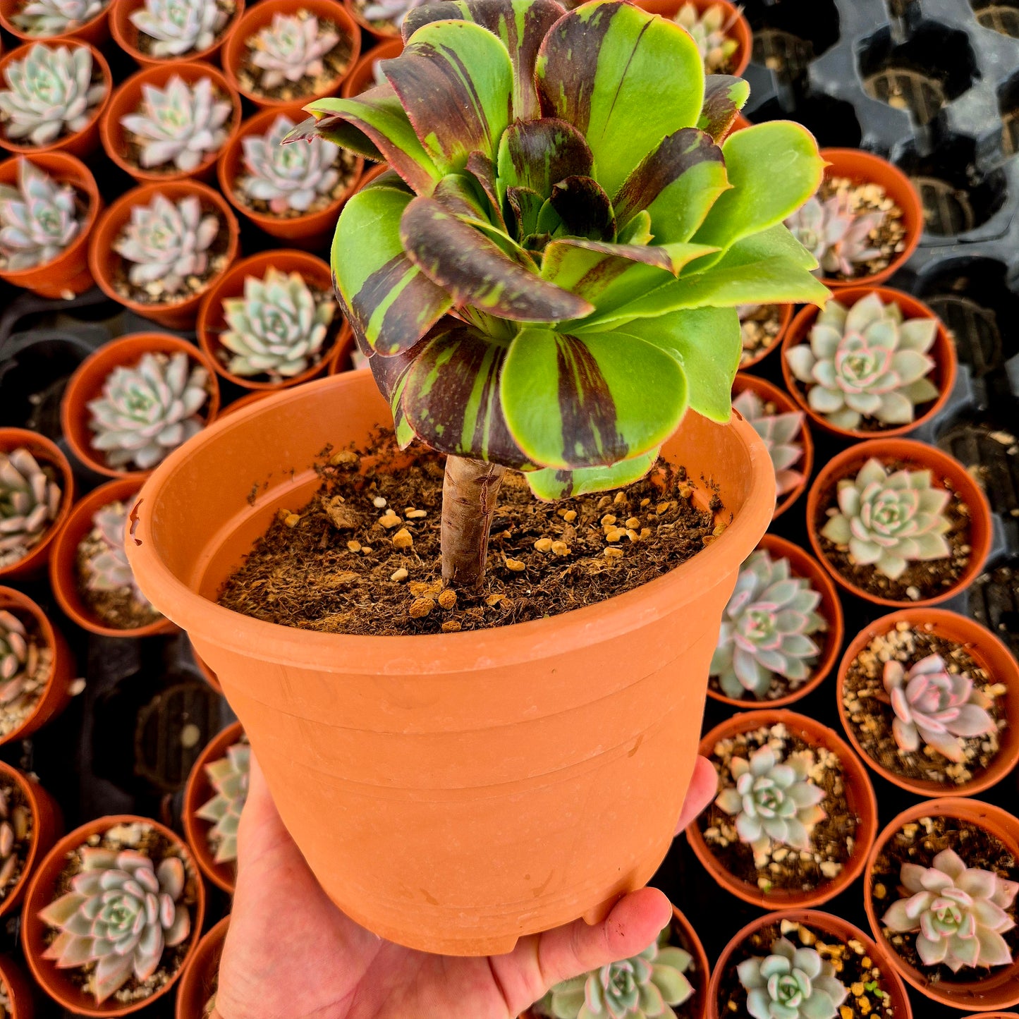 Aeonium "Voodoo Big Bang" variegado