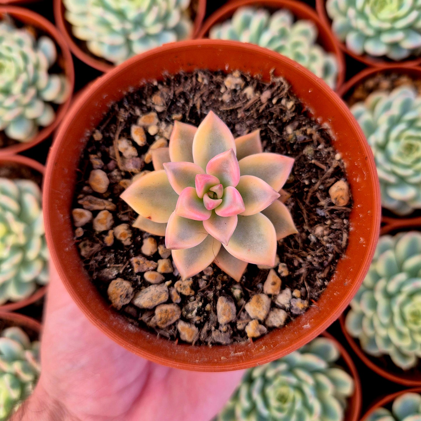 Graptopetalum "Armands" variegato