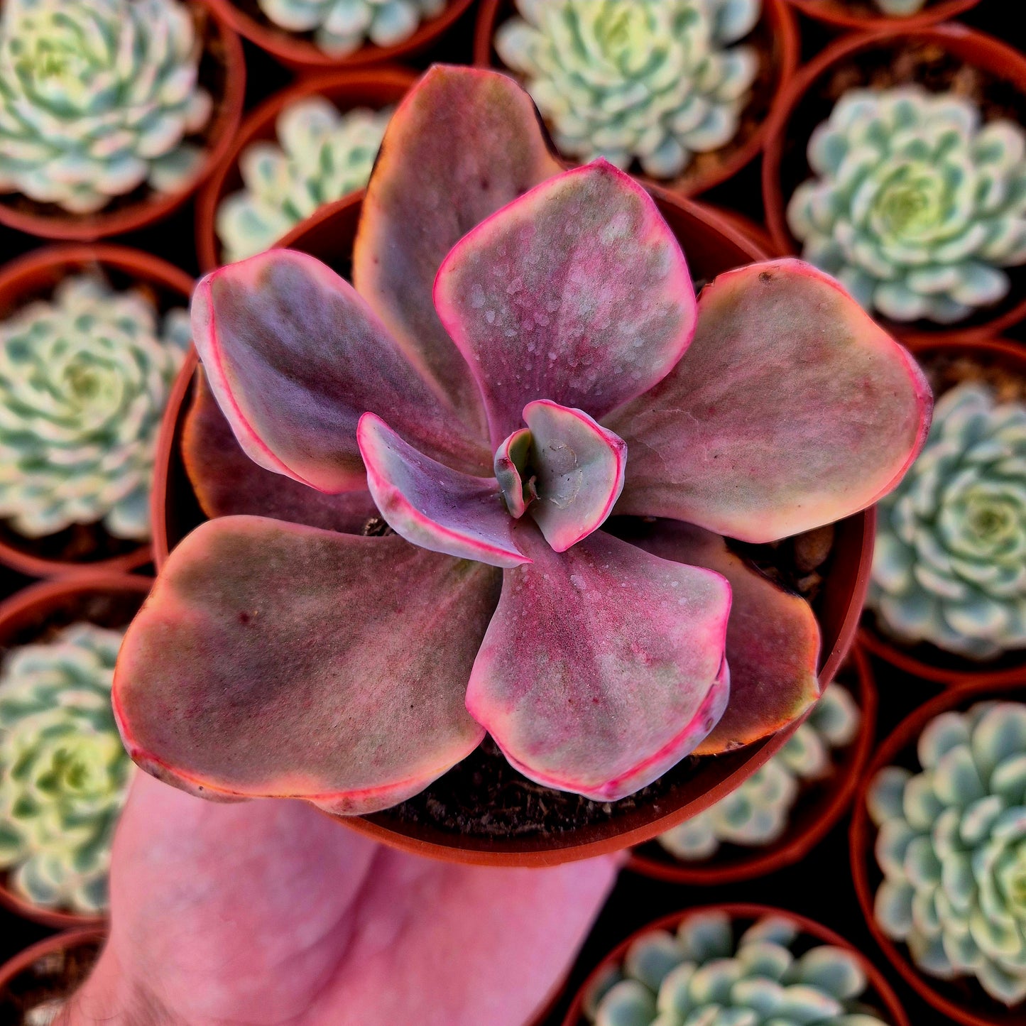 Echeveria variegata "Golden State"