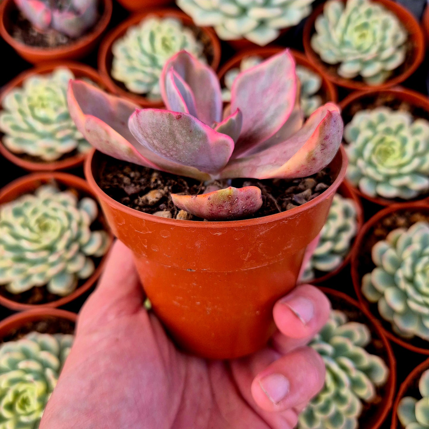 Echeveria variegata "Golden State"