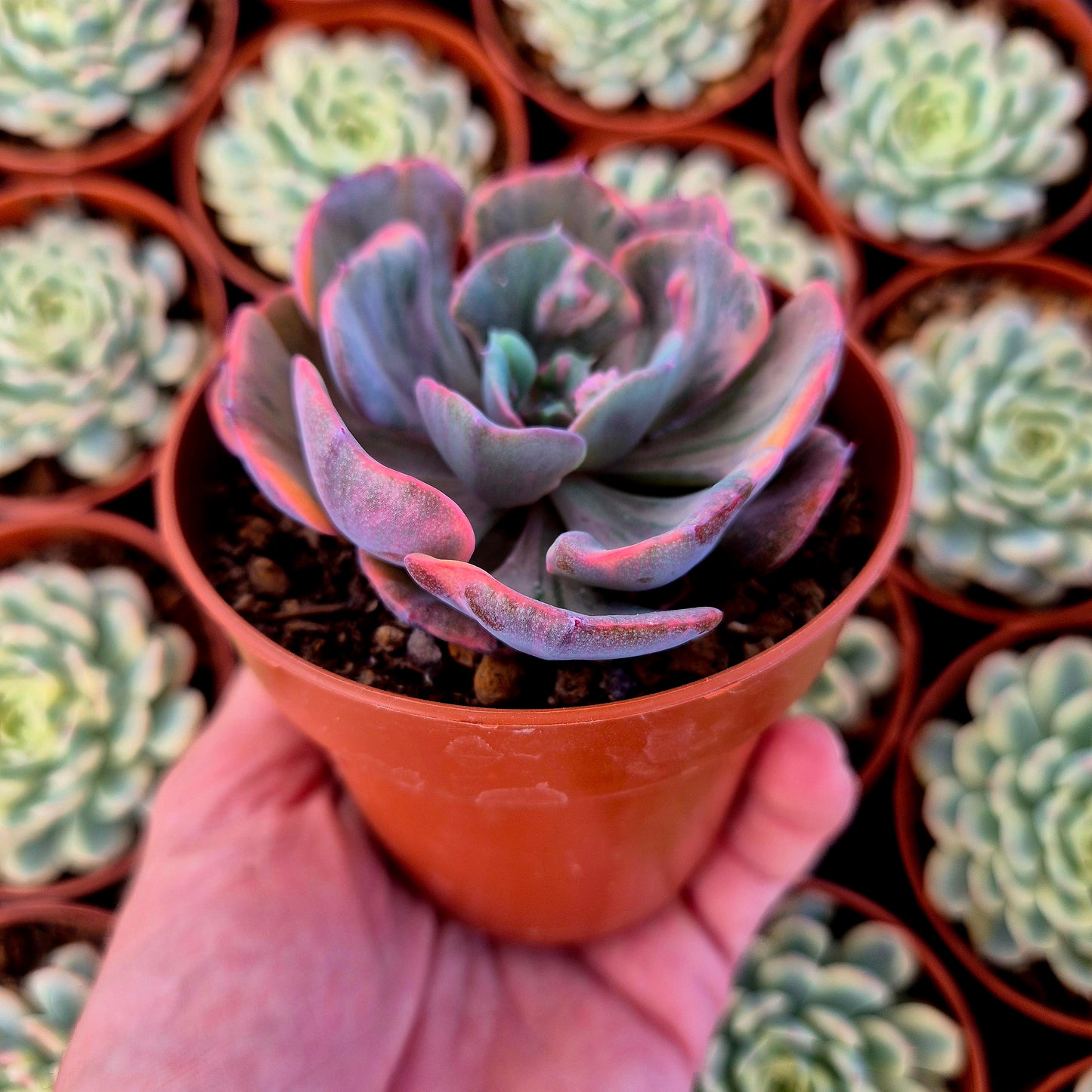 Echeveria "Beyonce" variegata