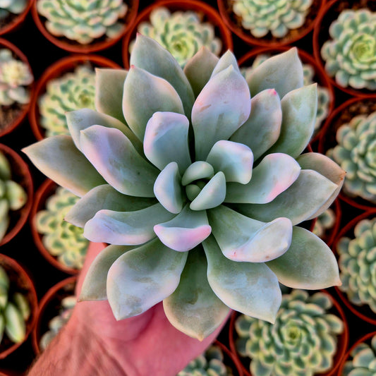 Graptoveria "Opalina" variegada