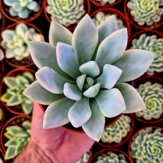 Graptoveria "Opalina" variegada