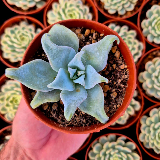 Echeveria "Queen Crown"
