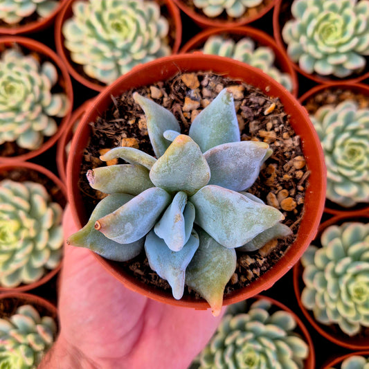 Echeveria "Queen Crown"
