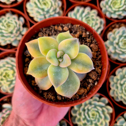Graptopetalum "Snow White" variegado