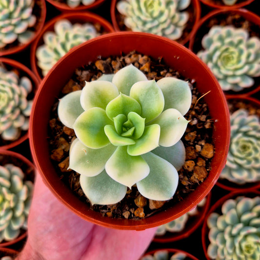 Echeveria "Nicksana" variegada
