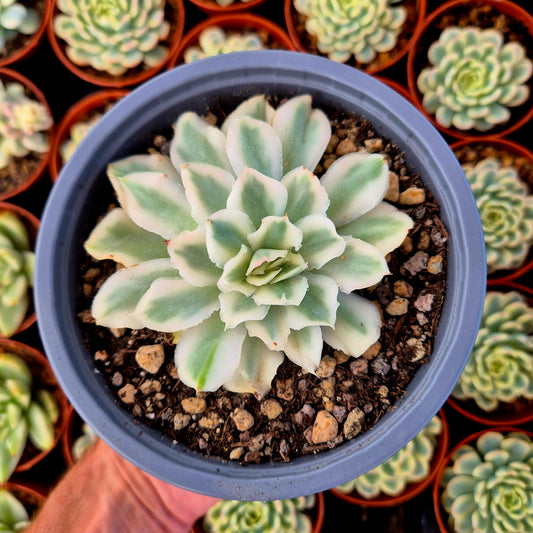 Echeveria "Purple Butterfly" variegada