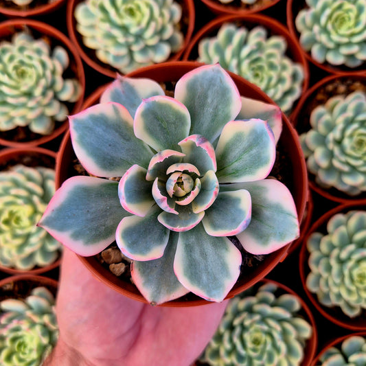 Echeveria "Amistar" variegada