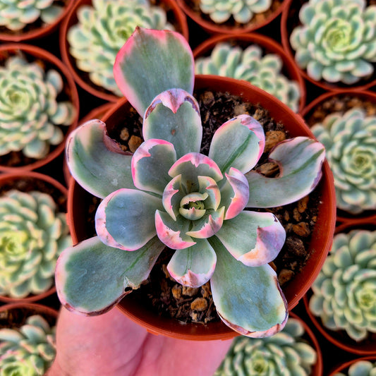 Echeveria "Amistar" variegada