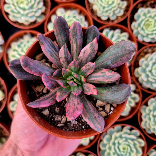 Echeveria "Red Prince" variegada